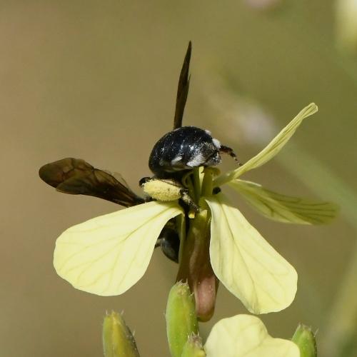 Andrena (afrensis-agilissima-asperrima)